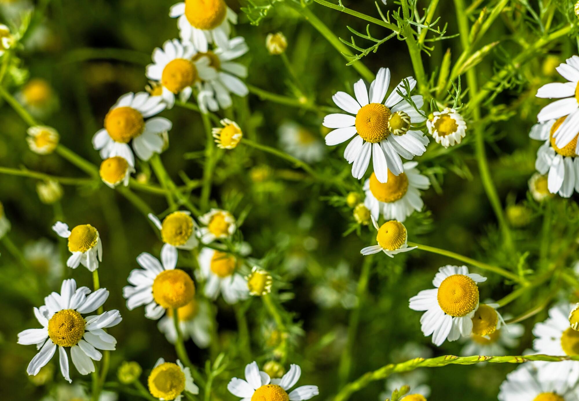 <span class="ezstring-field">kl_chamomile_active-ingredient_field_plant_2019 -18-</span>